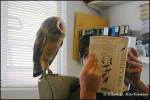 Owl reading