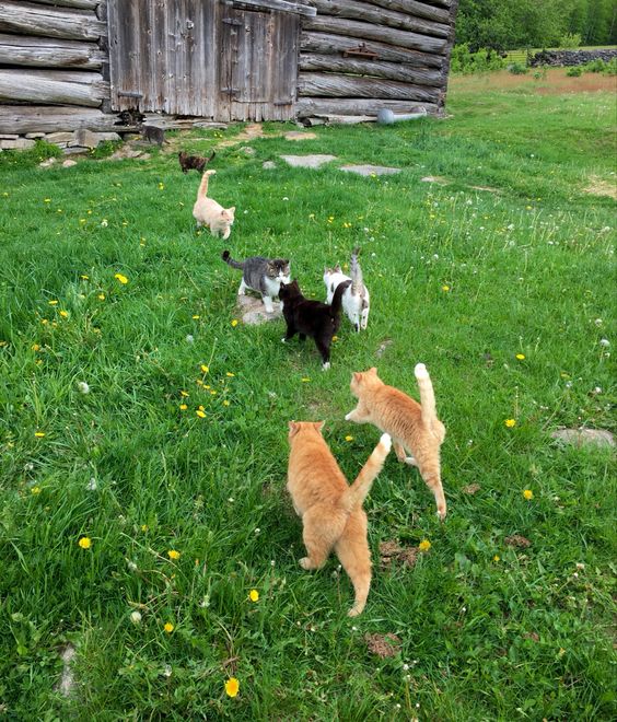 Barn cats in Spring